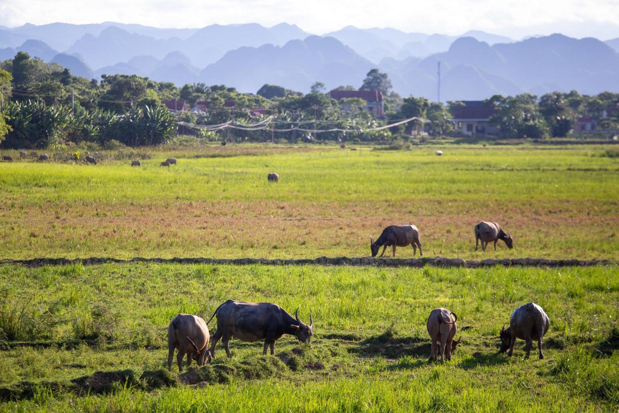 Phong Nha Farmstay Екстериор снимка